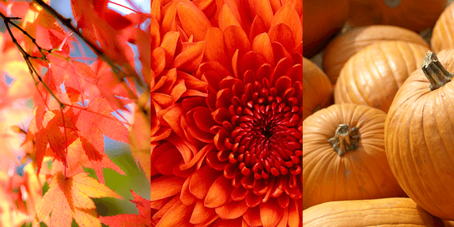 Vow Renewal Inspiration - Fall theme