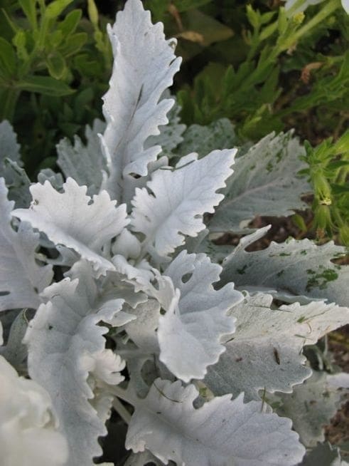 Dusty Miller Greenery Leaves