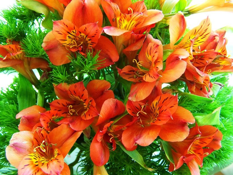 alstroemeria flowers vow renewal - Teal + Orange Color Inspiration