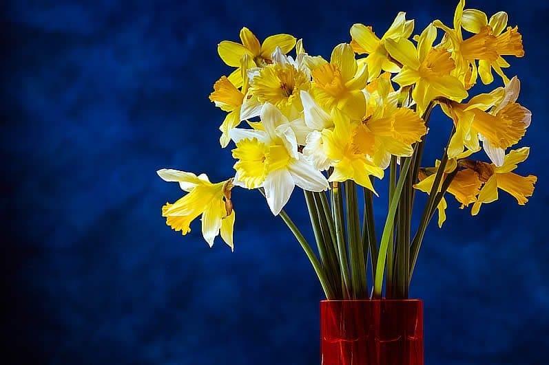 Daffodils for your vow renewal