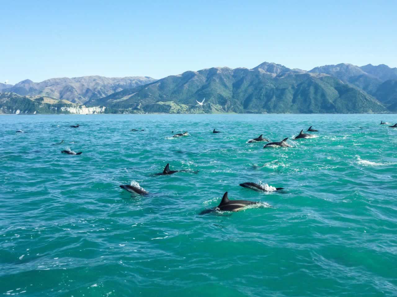 New Zealand Dolphins
