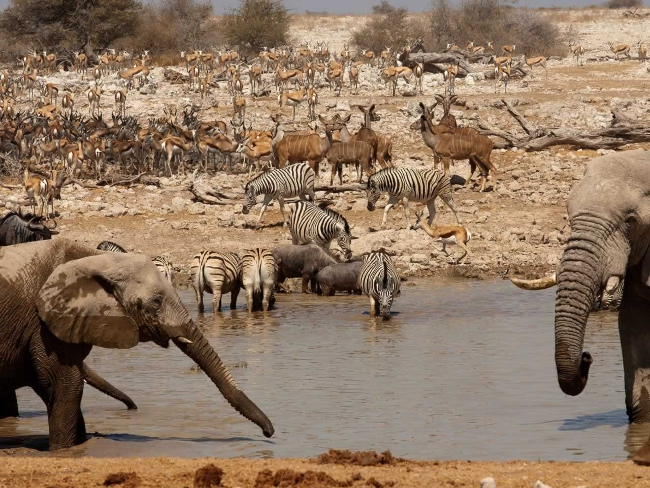 Namibia Safari