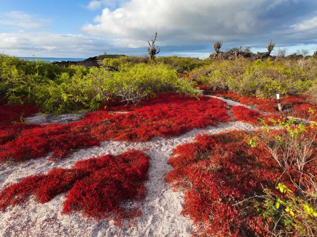 Floreana Island Galapagos Islands