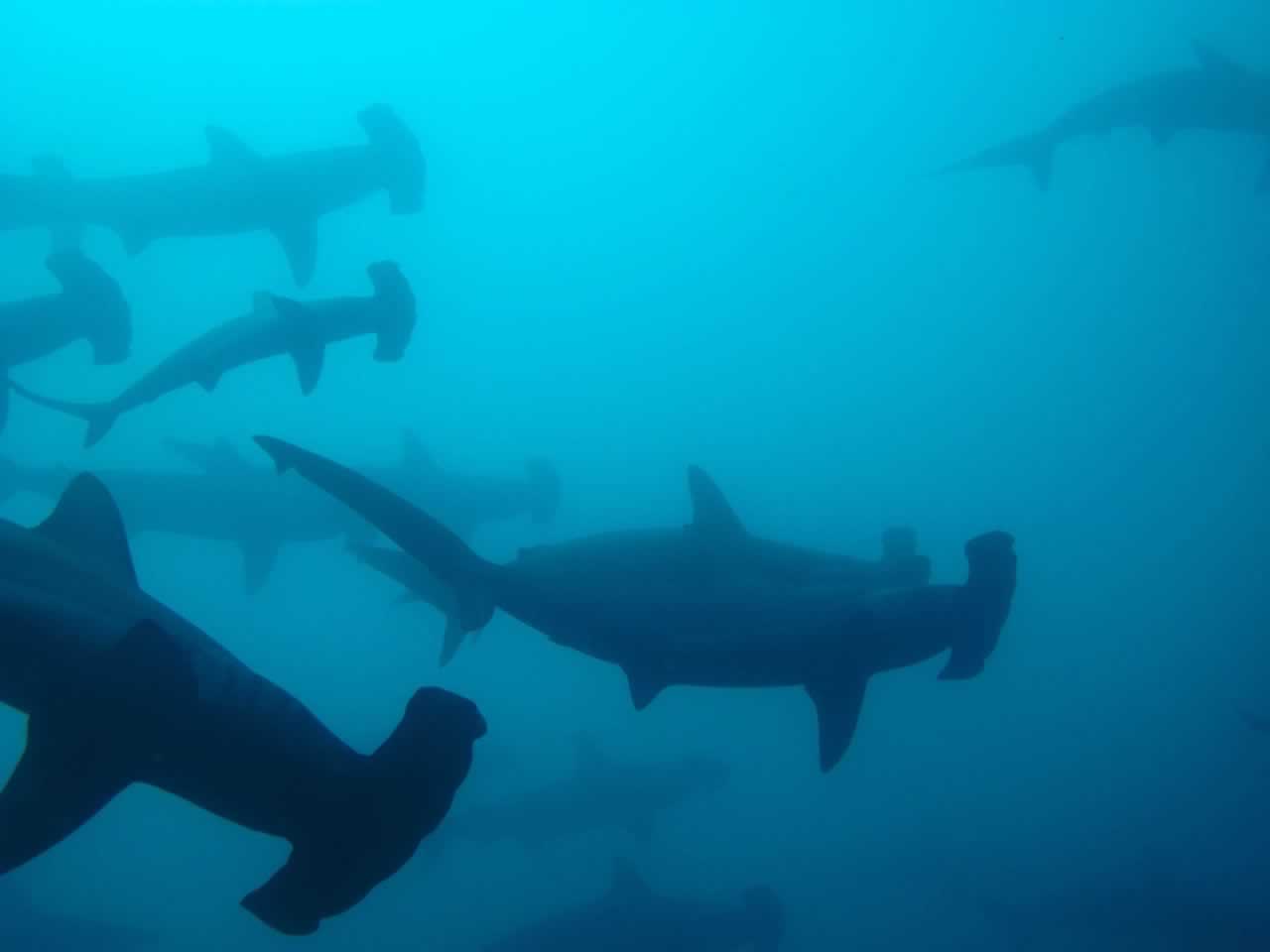 Galapagos Islands Hammerhead Sharks