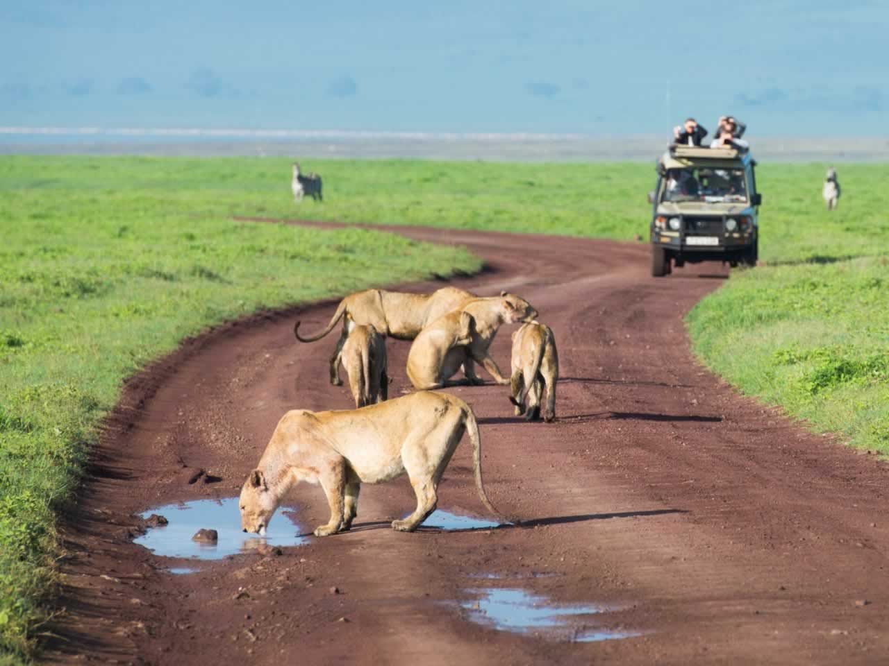 Safari in Tanzania
