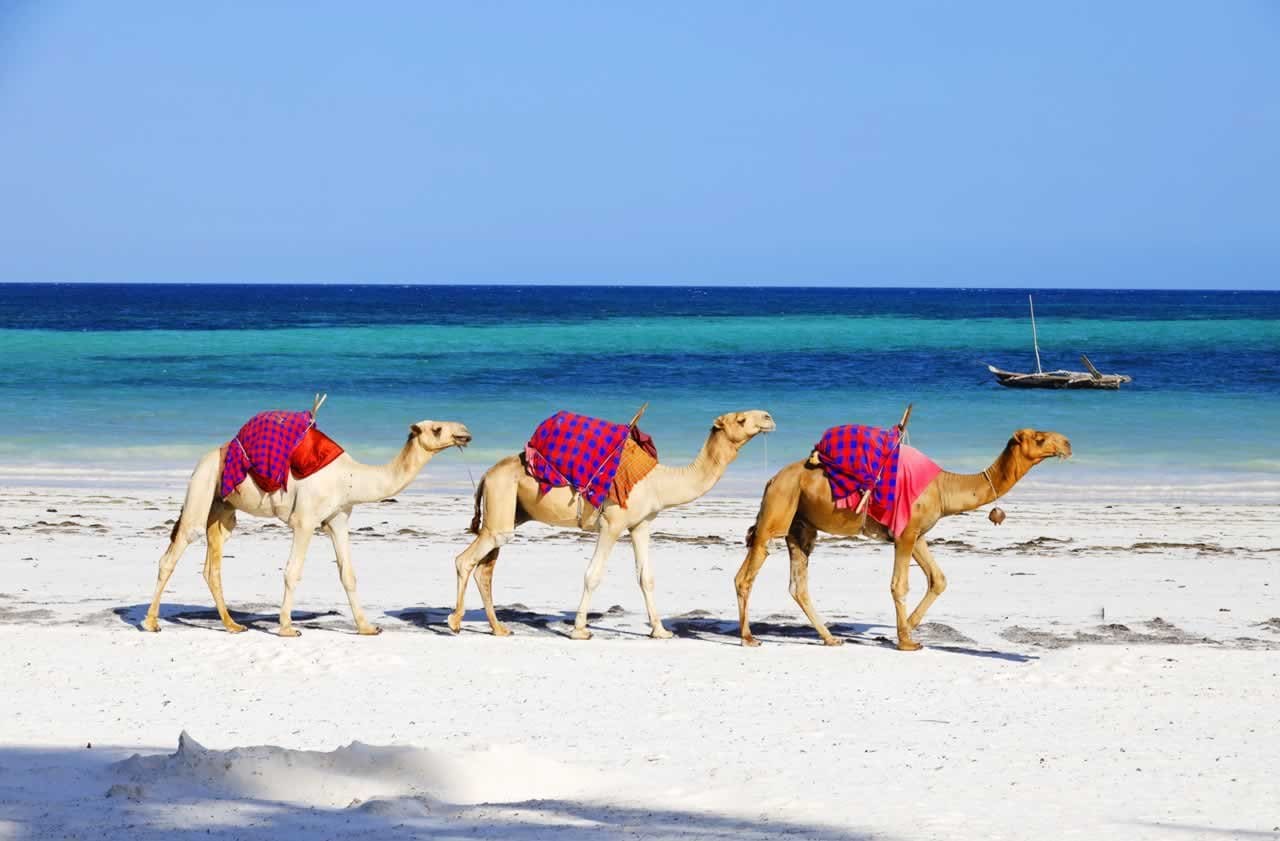 Camels on Diani Beach