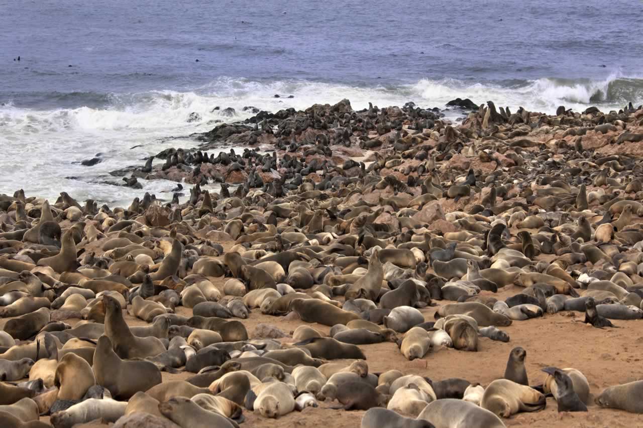 Namibia Cape Fur Seals