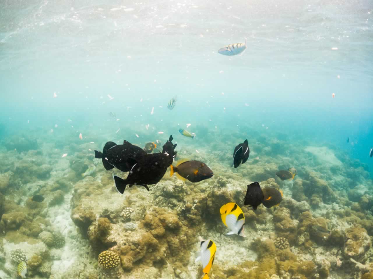 Corals and Tropical Fish in Australia