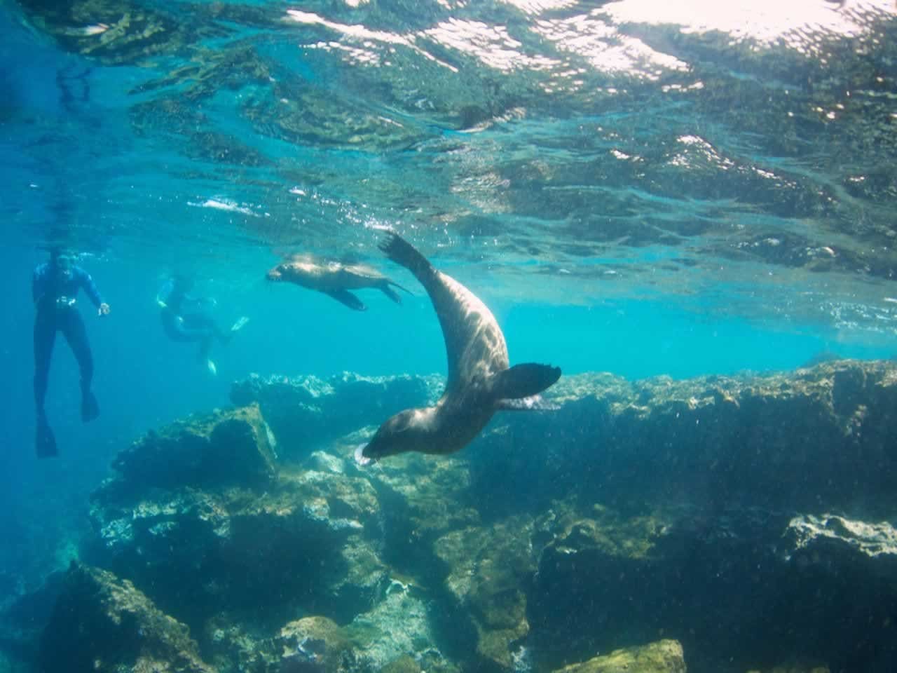 Diving in the Galapagos Islands