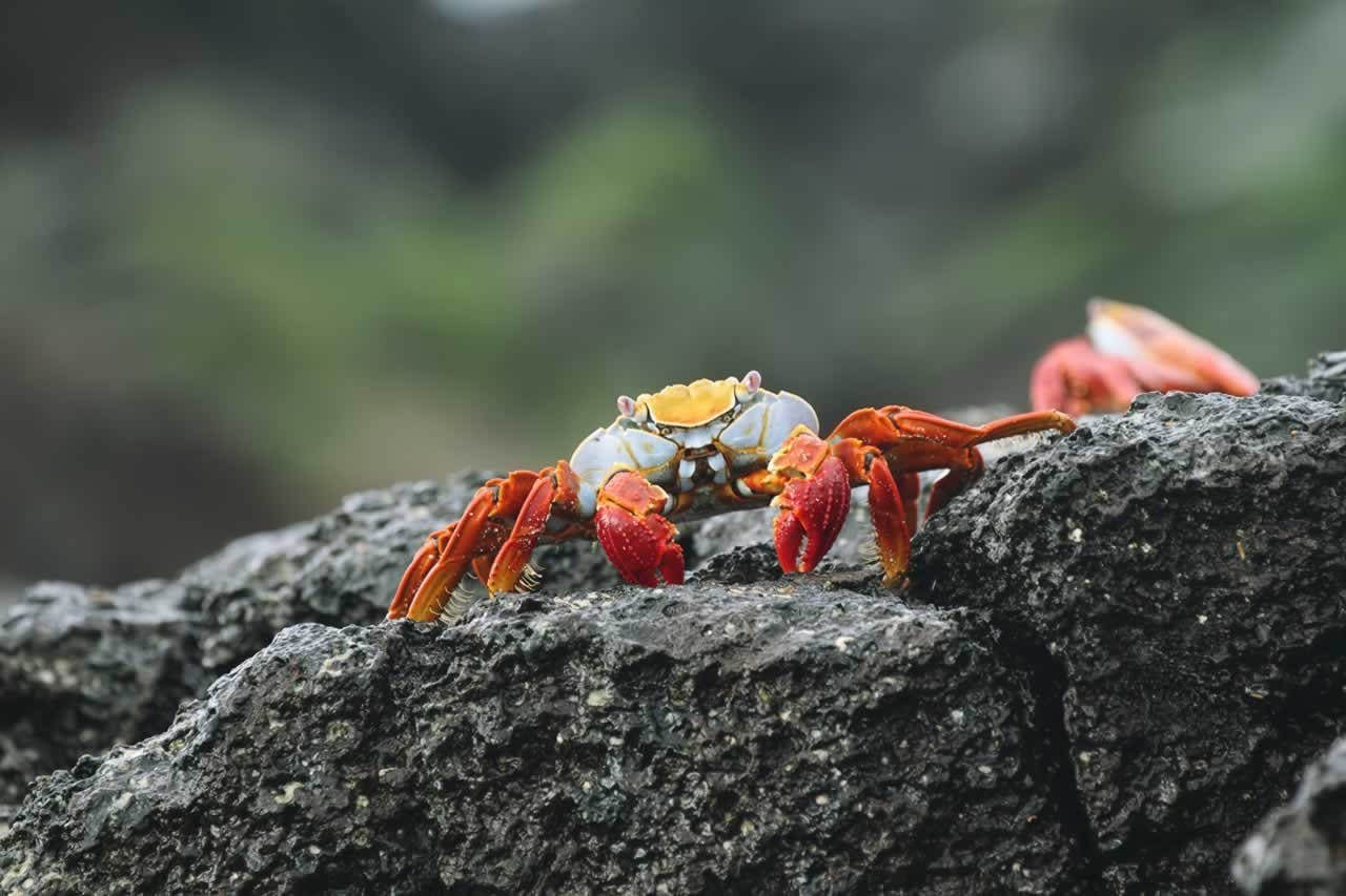 Galapagos Crabs