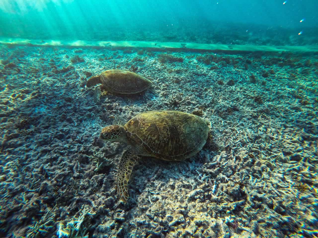 Great Barrier Reef, Australia