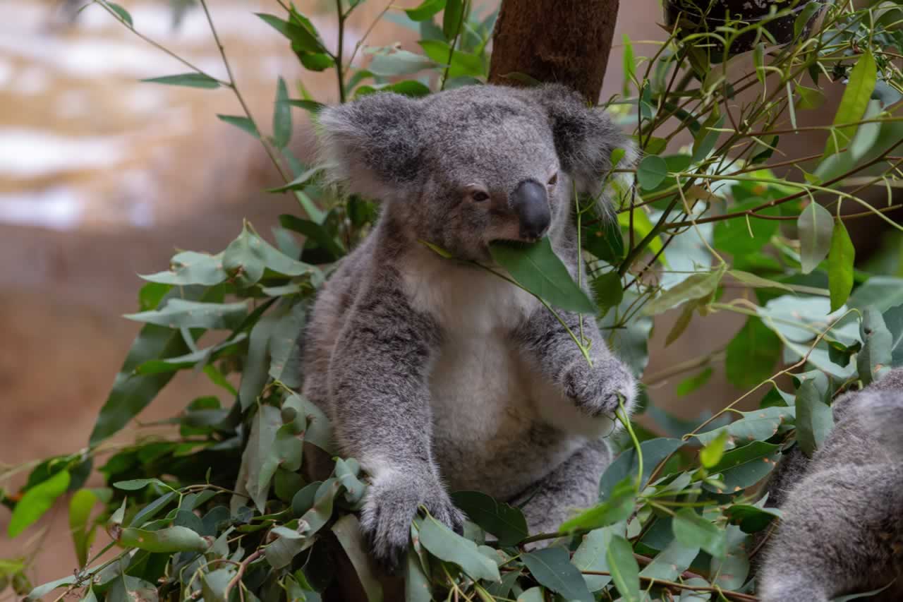 Australian Koala