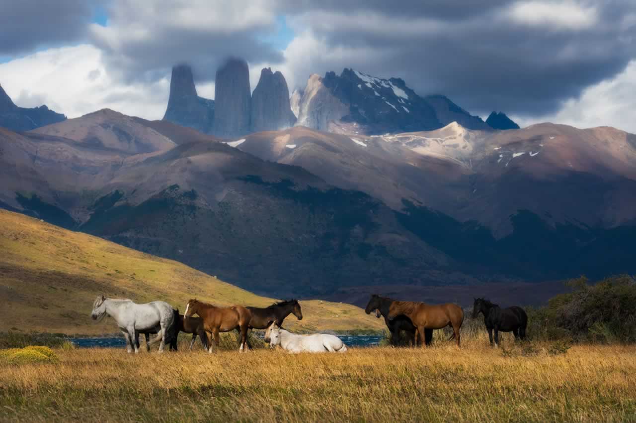 Chile, Torres del Paine National Park Wild Horses