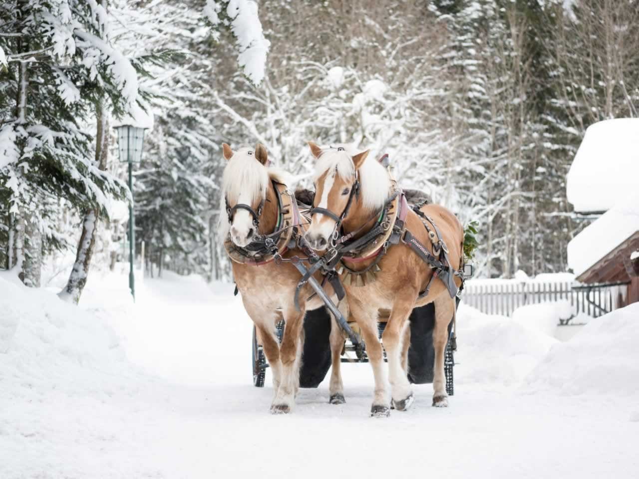 horse drawn sleigh