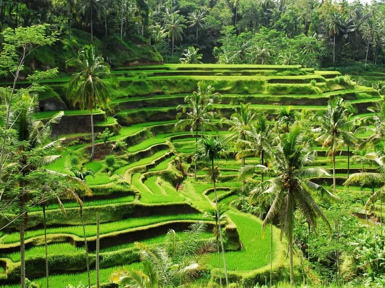 Bali Rice Terrace