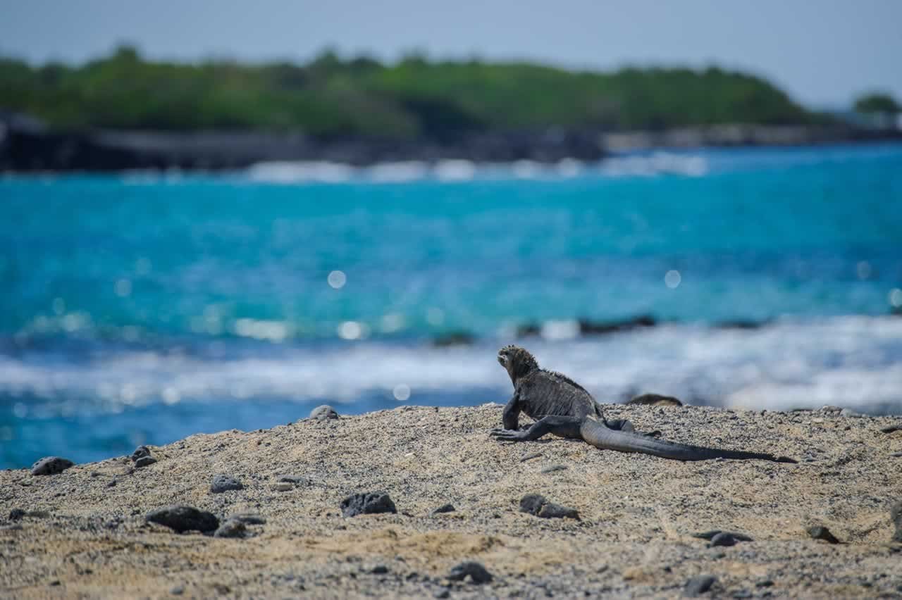 Iguana