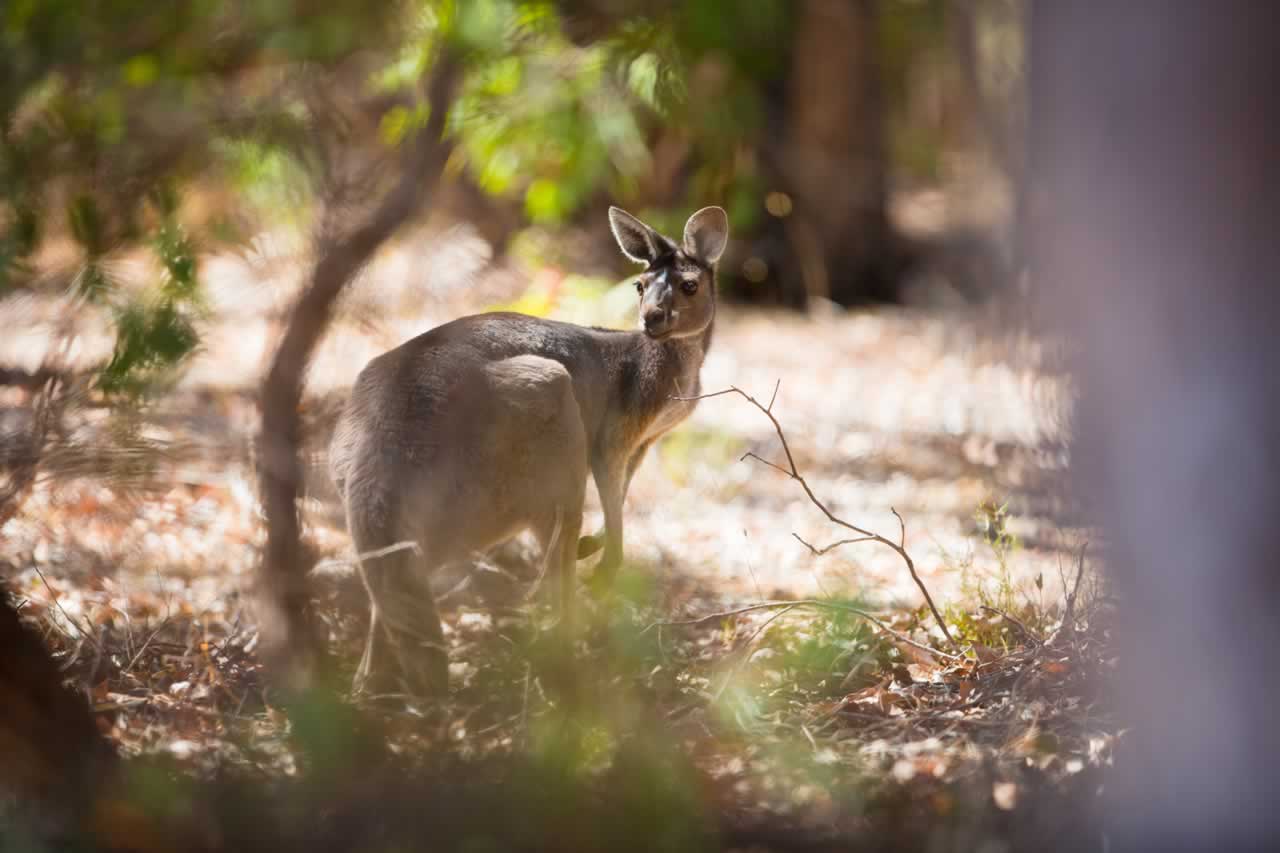 Kangaroo Island in Australia