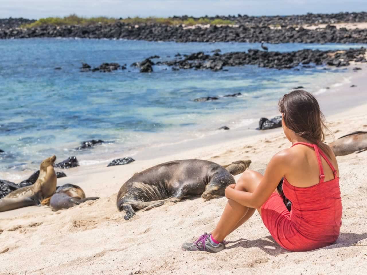 seals in the Galapagos