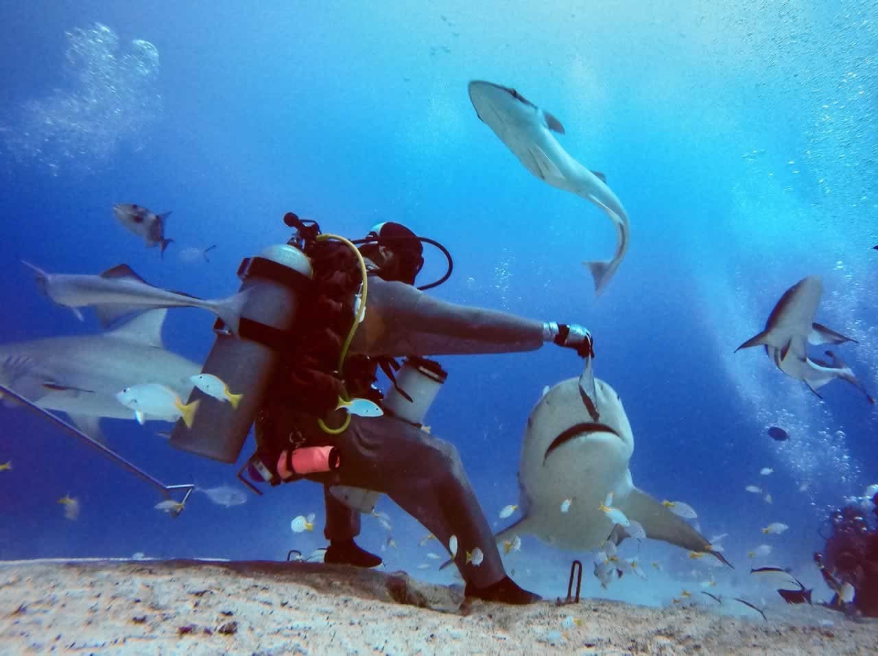The Best Shark Diving Destinations for Your Adventure Second Honeymoon: Dive into Thrills and Create Unforgettable Memories