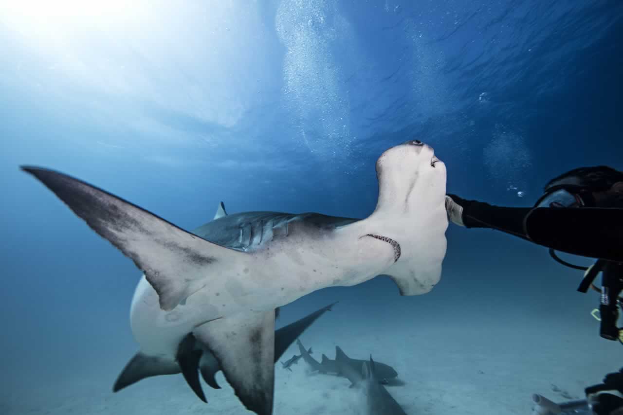 Hammerhead Shark