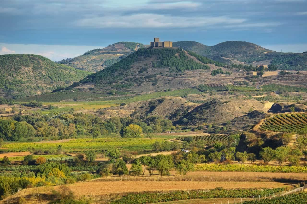 Vineyard in La Roja