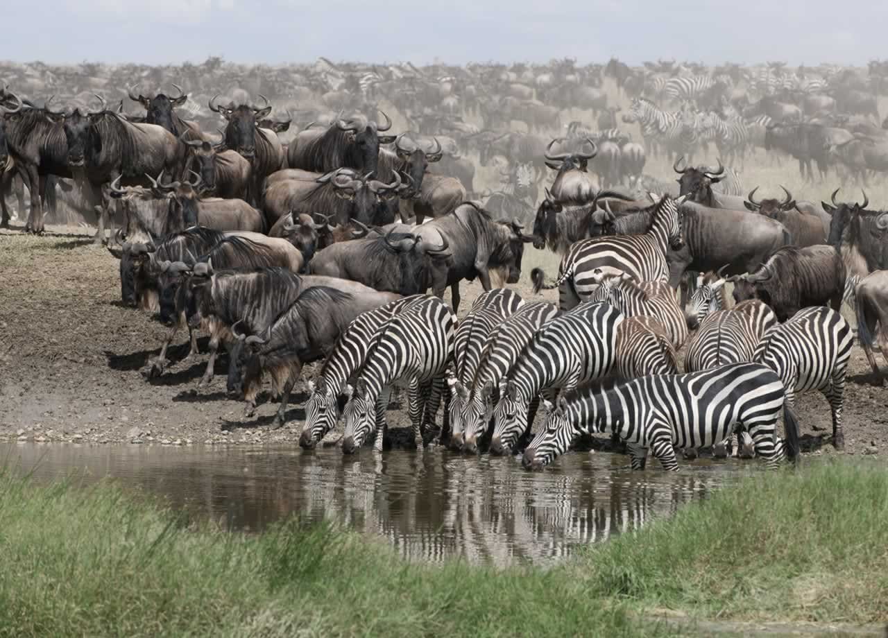 Safari Adventure in Tanzania, Africa