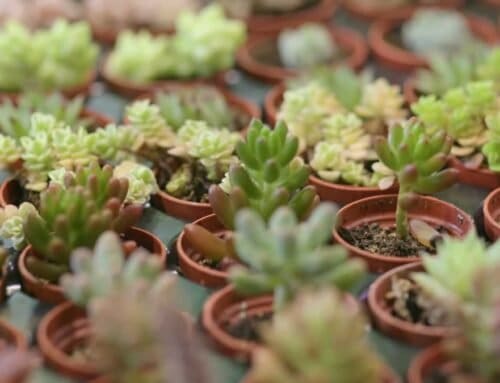 Miniature Plants as Vow Renewal Favors