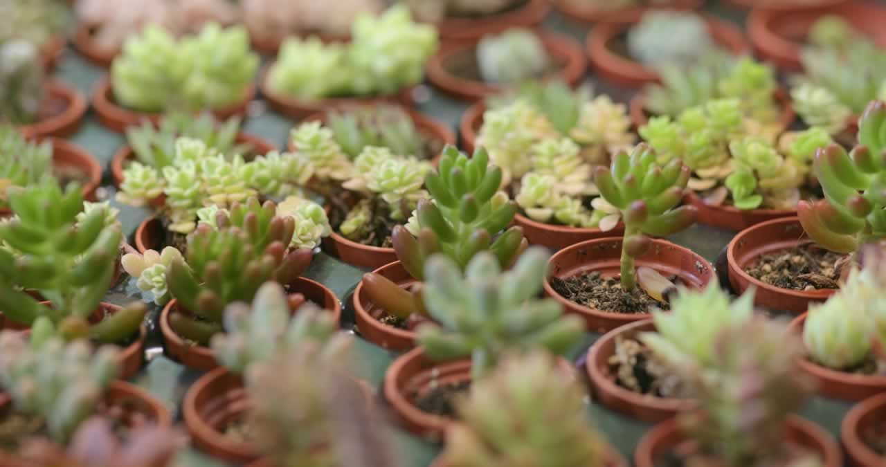 green-succulent-plants-favors-s Miniature Plants as Vow Renewal Favors