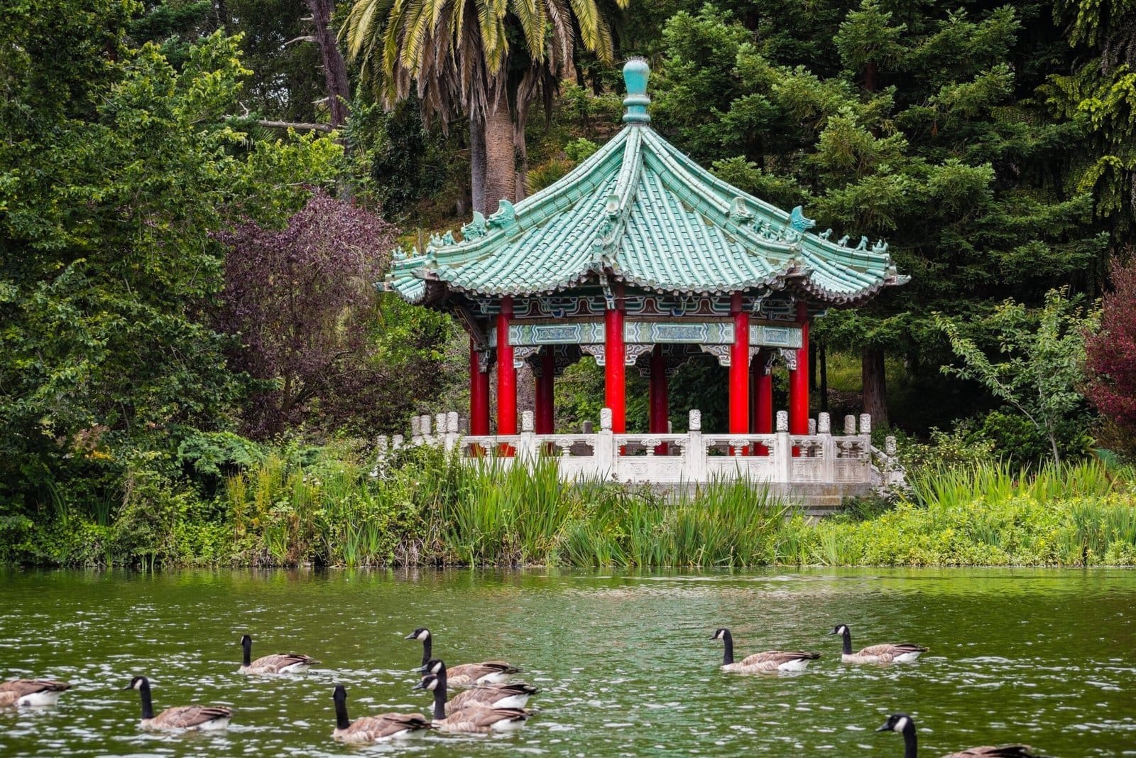 city attractions for vow renewal - The Chinese Pavilion on the shoreline of Stow Lake; a group of Canada geese swimming on the lake, Golden Gate park, San Francisco, California